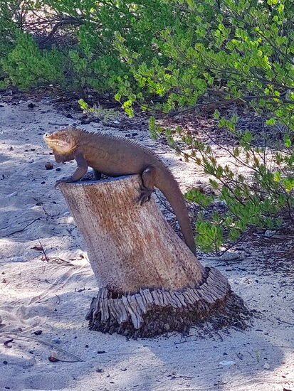 Der Chef des Strandes