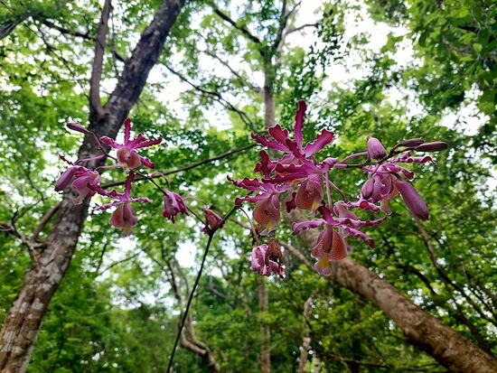 Orchidee in der Anlage "Esprit Caraïbe"