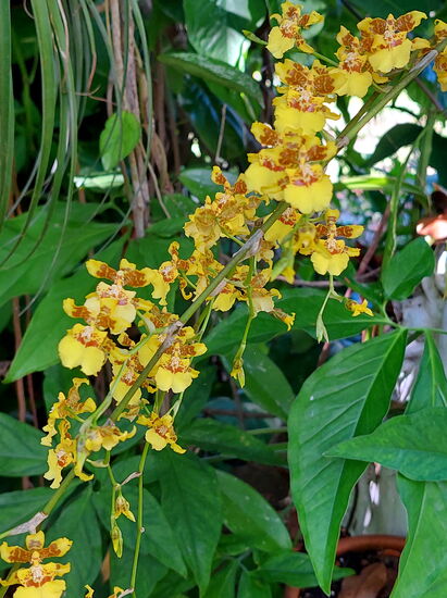 Orchidee in der Anlage "Esprit Caraïbe"