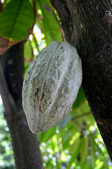 Kakaofrucht am Baum