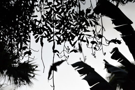 Fledermaus am Leberwurstbaum