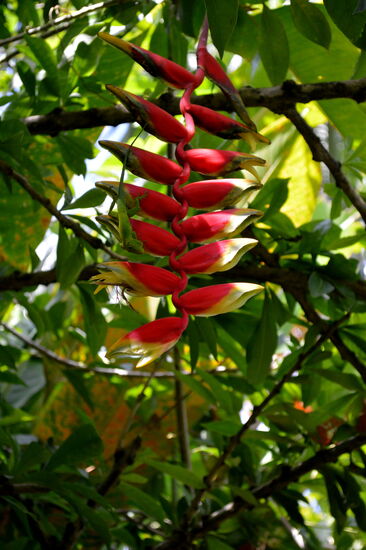Anolis auf einer Heliconia