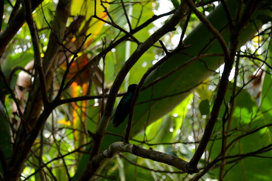 Kolibri im Écomusée Créole