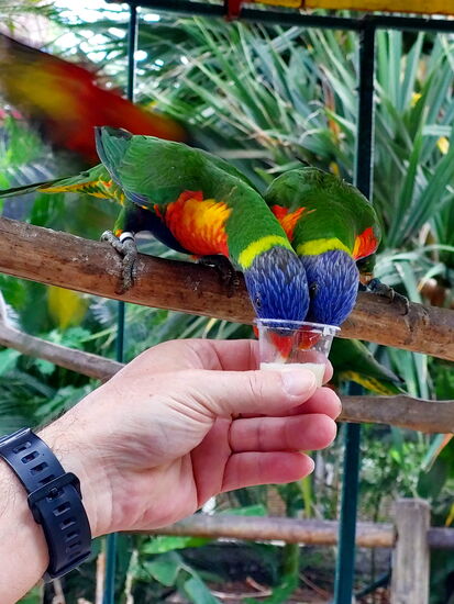 Lori-Fütterung im Jardin