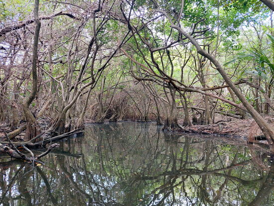In den Mangroven am Étang Mitan