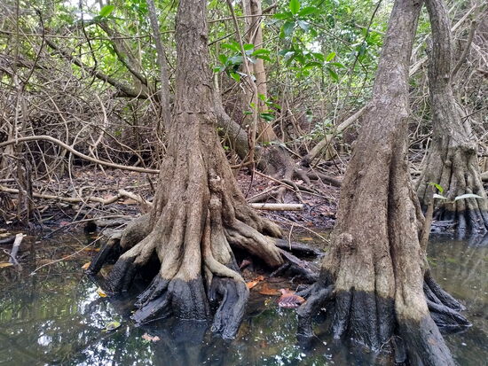 In den Mangroven am Étang Mitan