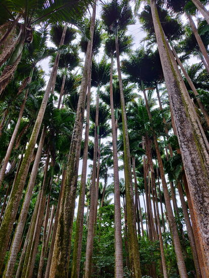 Palmenwald am Étang Mitan