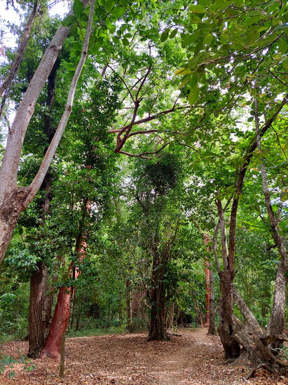 Wald zwischen den Mangroven und dem Strand