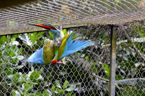 Soldatenara im Parc des Mamelles