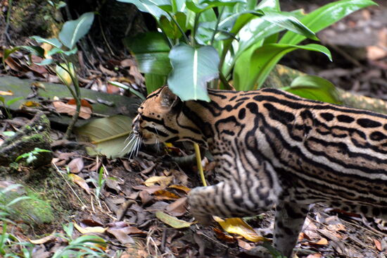 Ozelot im Parc des Mamelles