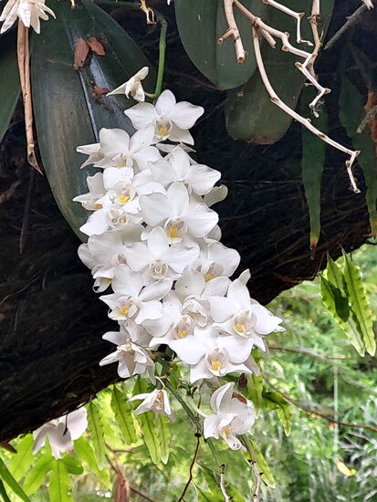 Blütenpracht im Jardin (Orchidee)