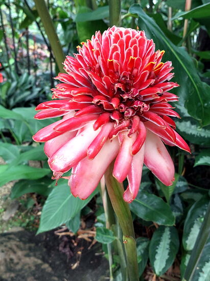 Blütenpracht im Jardin (Porzellanrose)