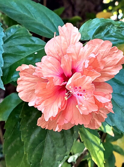 Blütenpracht im Jardin (Hibiscus)