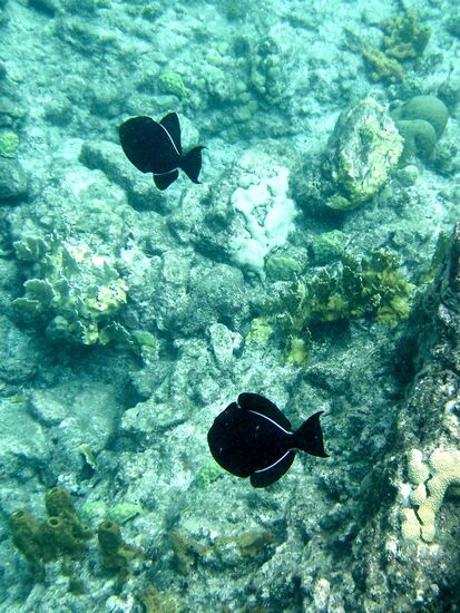 Schwarze Drückerfische