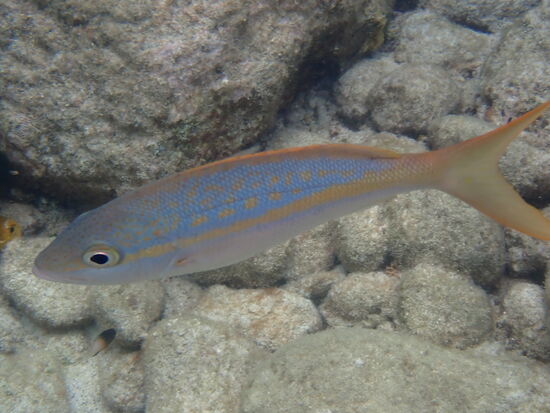 Gelbschwanz-Schnapper