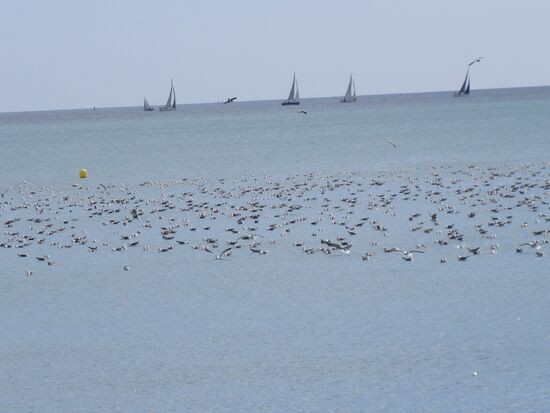 Im Hintergrund Jollen - im Vordergrund hunderte von Möwen