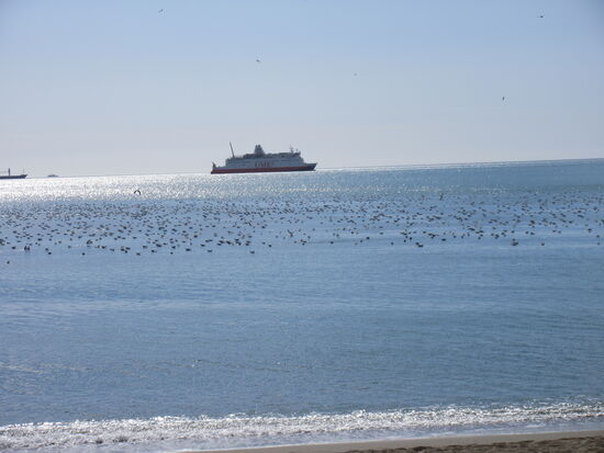 Möwenschwärme auf dem Wasser