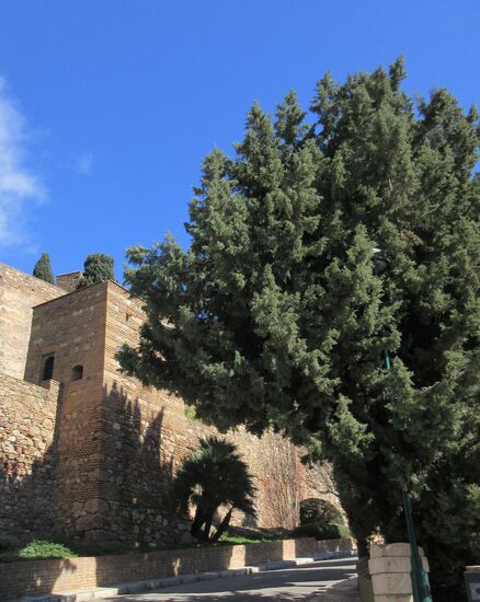 Auf dem Weg zum Gibralfaro kommt man an der Alcazaba vorbei