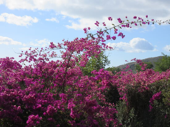 Bougainvillea