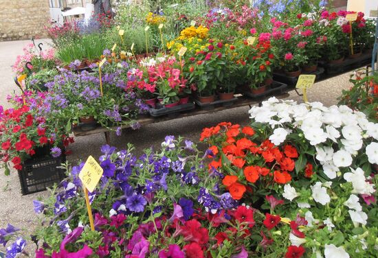 Was für eine Blütenpracht!