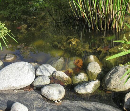 Vor den Gräsern sieht man einen der laut quakenden Frösche