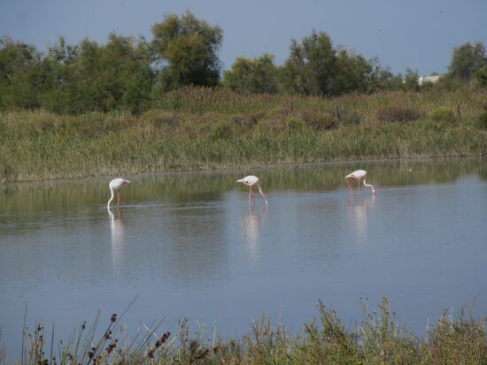 Auch hier sind Flamingos zu sehen