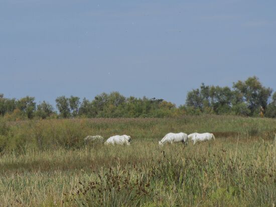 Etwas versteckt im Schilf