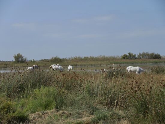 Pferde an einem kleinen Ètang