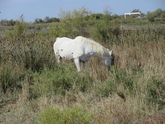 Hier gibt es genug zum Fressen