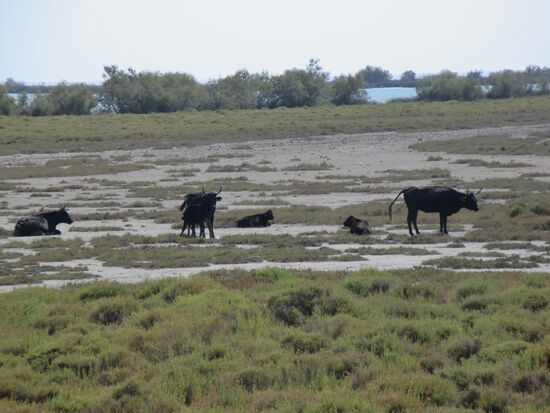 Frei laufende Stiere