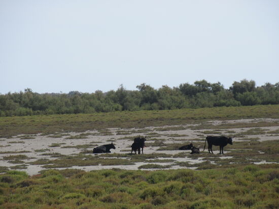Eine Gruppe von Stieren...