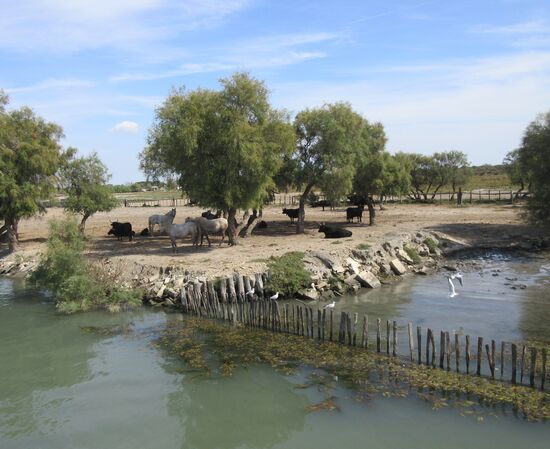 Pferde und Stiere auf einer Manade