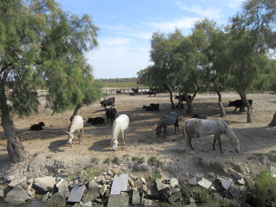 Pferde und Stiere auf einer Manade