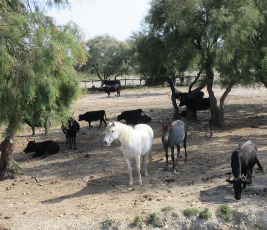 Pferde und Stiere auf einer Manade