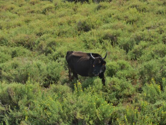 ...und ein einzelner Stier