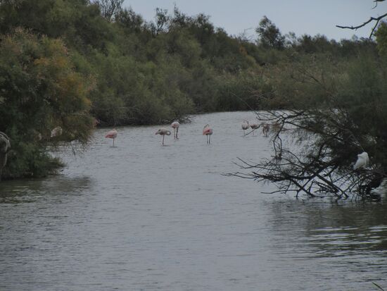 Die ersten Flamingos bereits kurz hinter dem Eingang