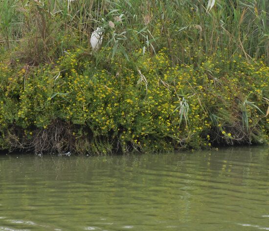 Ein Reiher versteck sich