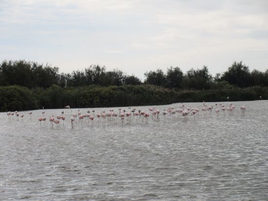 Rosa Flamingos