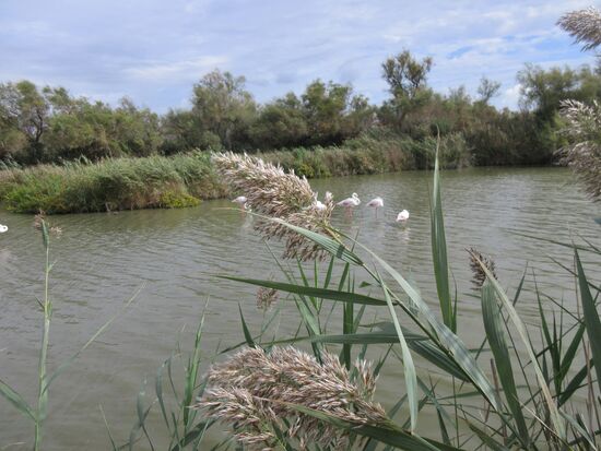 Flamingos von weitem...