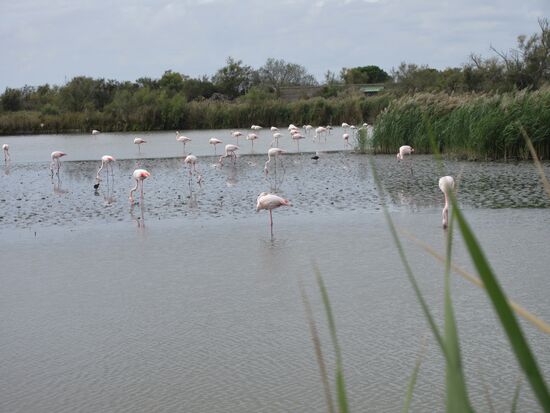 Sie lassen sich nicht stören