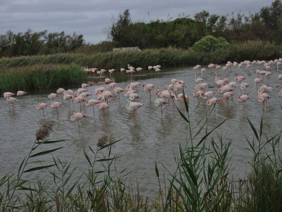 Grössere Flamingo Ansammlung