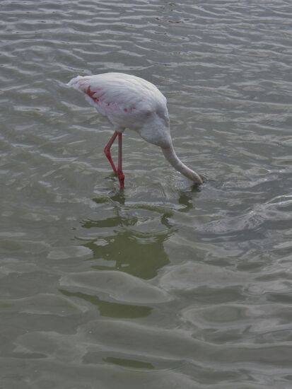 Es nimmt Nahrung auf