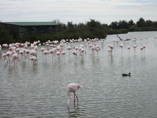 Auch eine Ente hat sich unter die Flamingos gemsicht