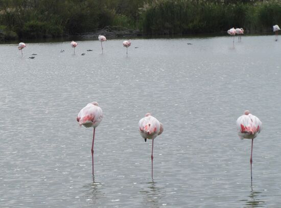 Wo ist denn das zweite Bein?