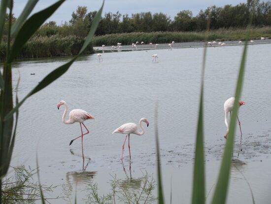 Sehen sie nicht elegant aus?