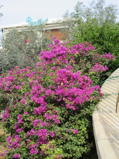 Bogainvillea im Februar