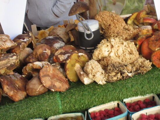 Frische Pilze in vielen Varianten