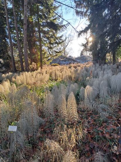 Botanischer Garten im Winter