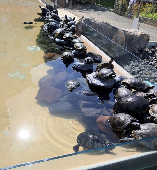 Kleine Schildkröten...