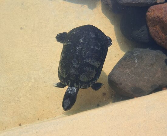 Gelegentlich sieht man sie auch im Wasser